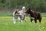 BORDER COLLIE 980